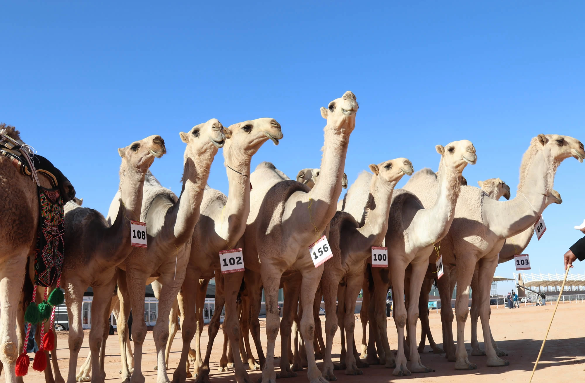 King Abdulaziz Camel Festival